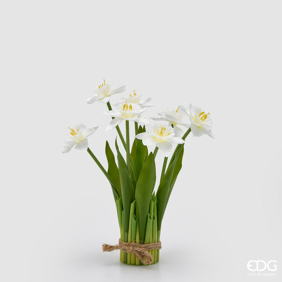 NARCISO MAZZO X7 CON FOGLIE H.28 D.10