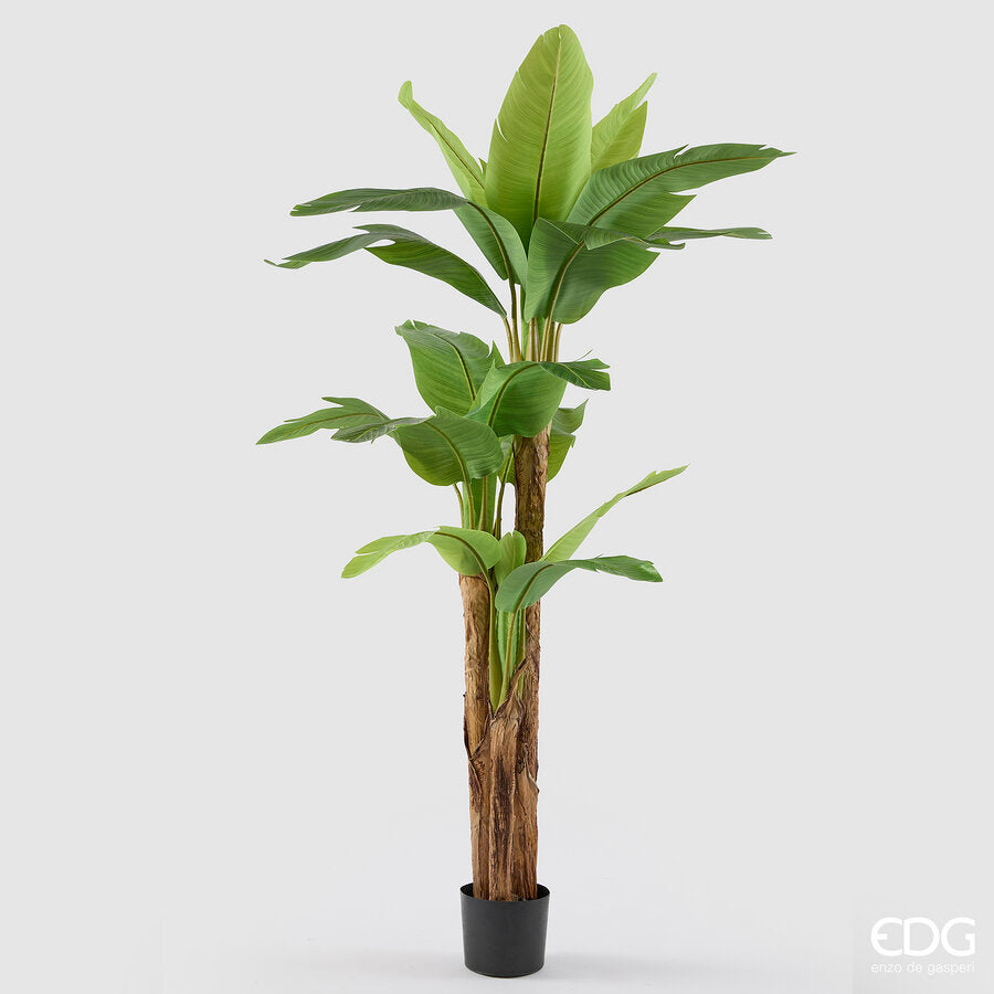 BANANO CON VASO H.200