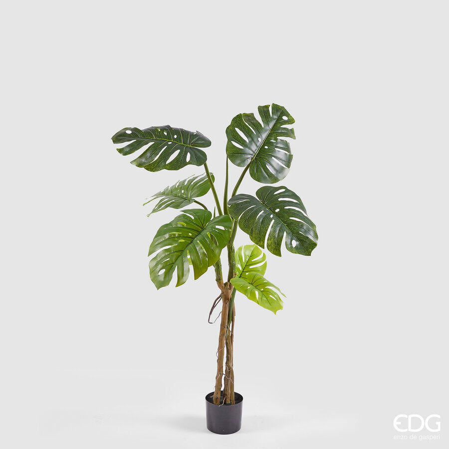 MONSTERA SLIM CON VASO H.130