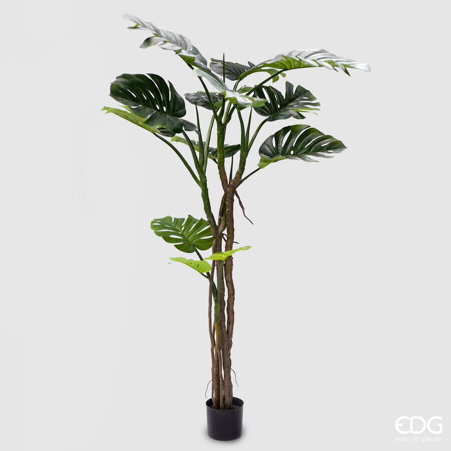 MONSTERA SLIM CON VASO H.180