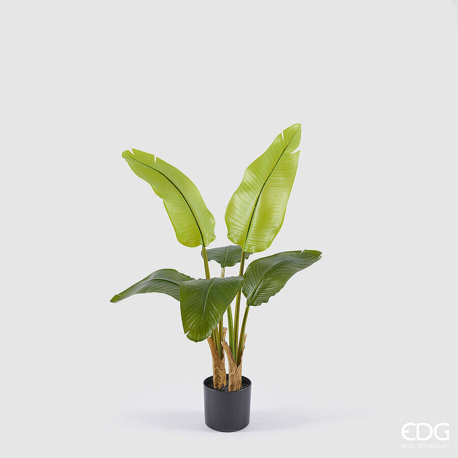 BANANO CON VASO H.90