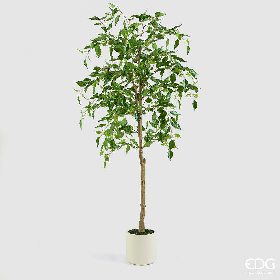 FICUS BENIAMINO CON VASO H.170
