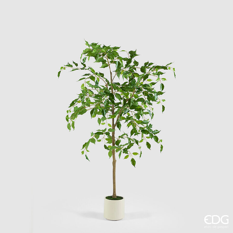 FICUS BENIAMINO CON VASO H.140