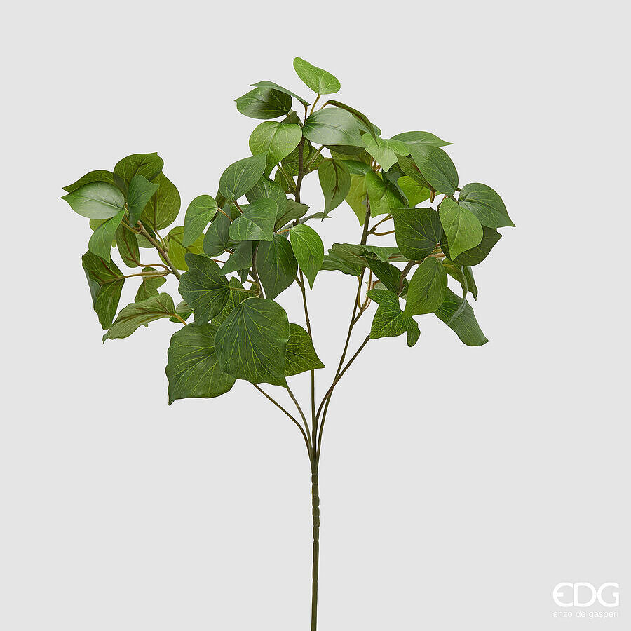 EDERA WEST RAMO H.60